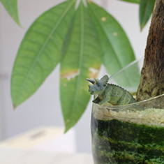 小物や植物