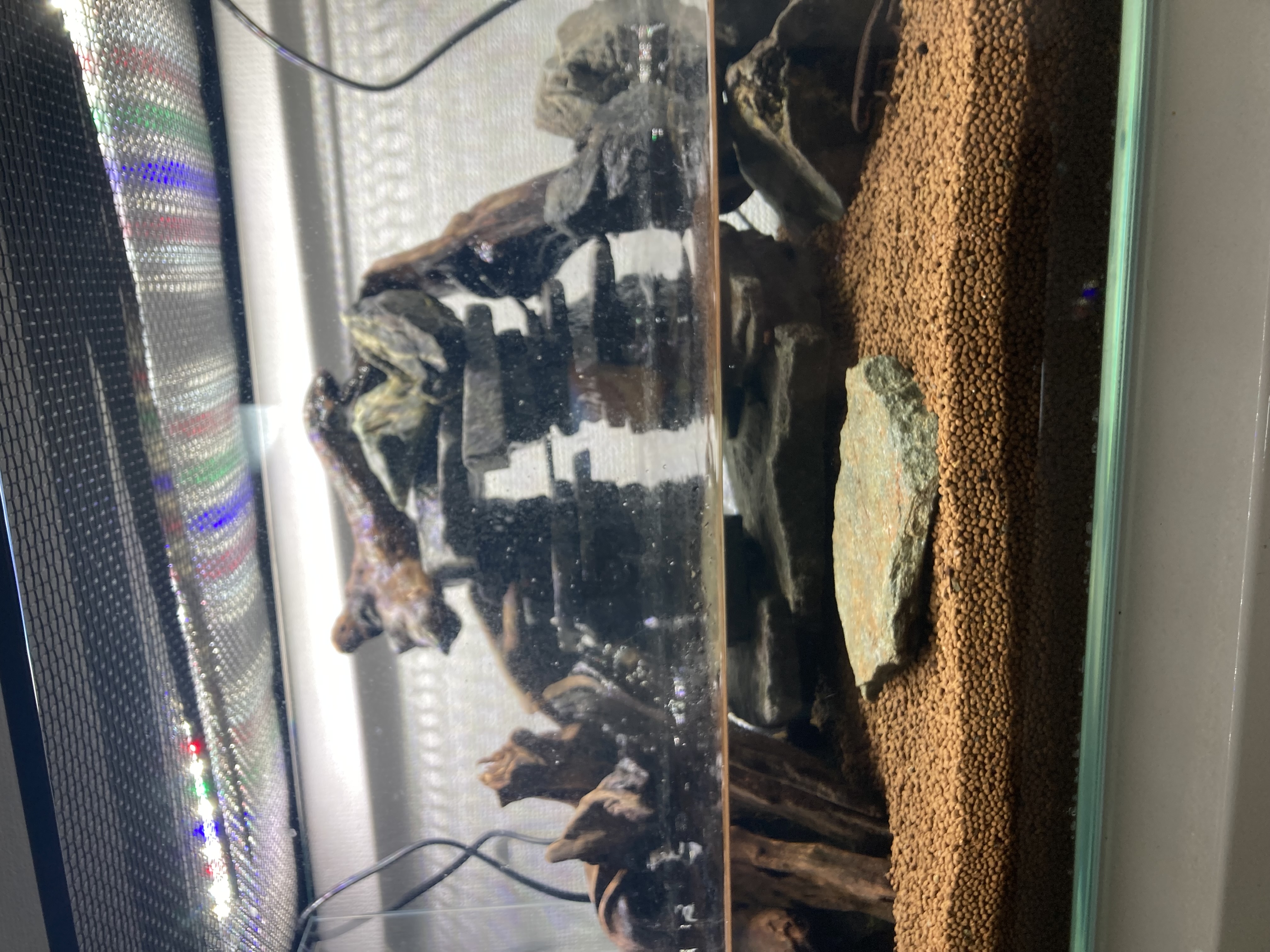 正月
